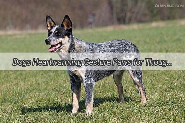 Dogs Heartwarming Gesture Paws for Thought as Canine Friend Comforts Owner in a Touching Show of Devotion